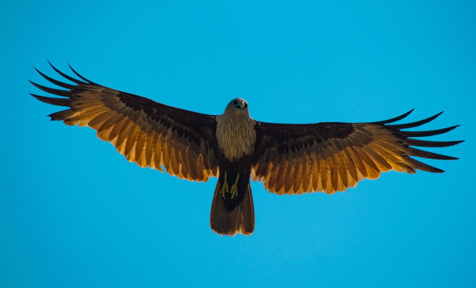 Lirik dan Makna Lagu Manuk Dadali, Simbol Keperkasaan Bangsa Indonesia